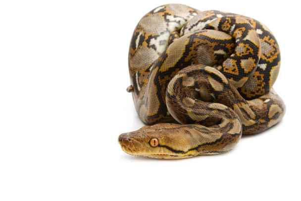 Close up of Burmese Python, isolated - Fotografie, Obrázek