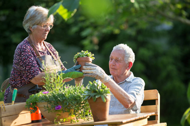 Senior couple potting plants - Foto, imagen