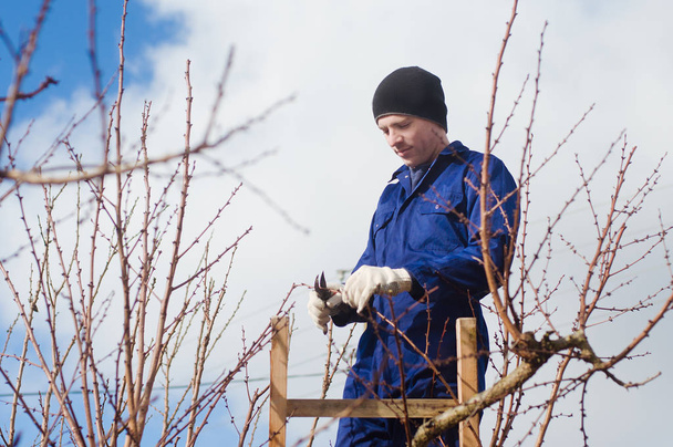 Young man pruning apricot brunches using ladder - Photo, Image
