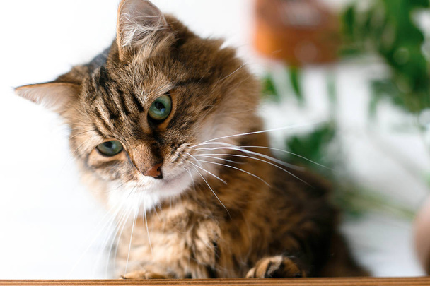 Cute cat sitting under green plant branches on wooden shelf in s - 写真・画像