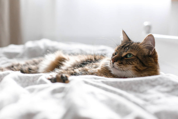 Кошка Маин Кун лежит и расслабляется на белой кровати в солнечных лучах
 - Фото, изображение