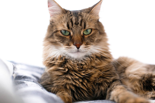 枕の間に座って、スタイリッシュで窓でリラックスかわいい猫 - 写真・画像
