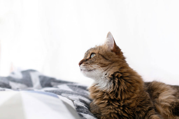 Симпатичная кошка, сидящая среди подушек и расслабляющаяся у окна в стиле
 - Фото, изображение
