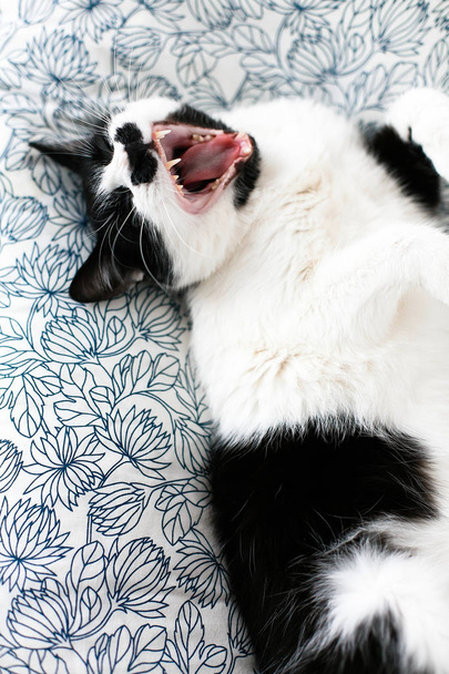 Chat noir et blanc doux avec moustache bâillant, reposant sur le lit
 - Photo, image