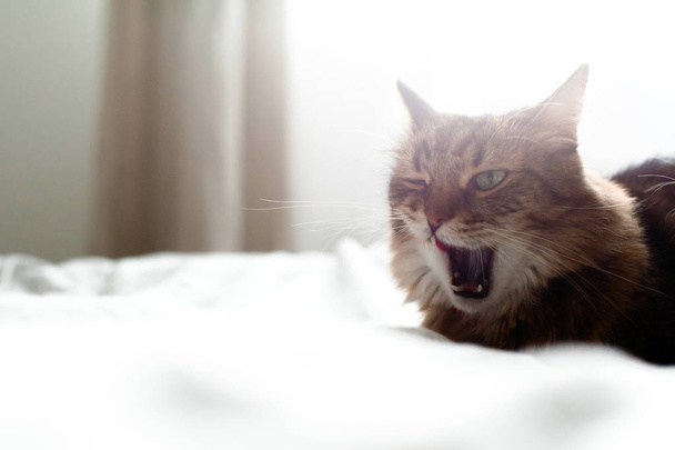 Maine coon kedi yalama ve yatakta lezzetli yemekten sonra esneme i - Fotoğraf, Görsel