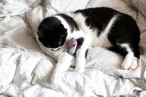 Mignon chat noir et blanc avec moustache jouant avec jouet de souris o
 - Photo, image