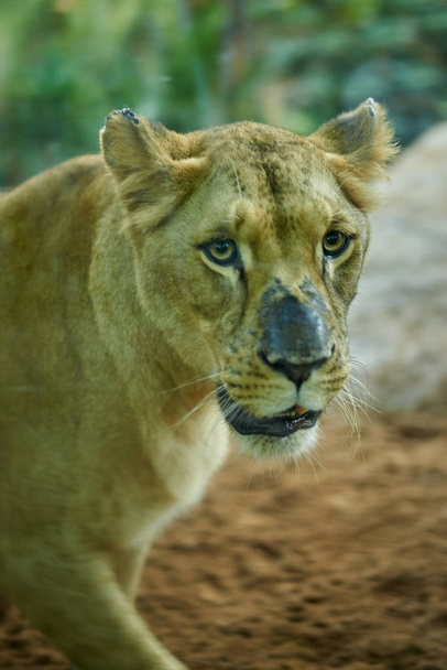 Portrait of a female lion - Photo, Image