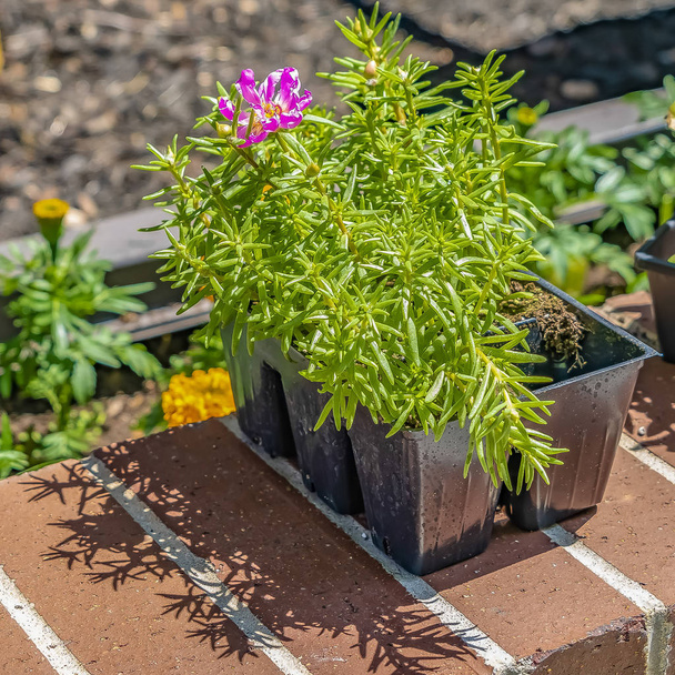 Vierkante frame close-up van planten met heldere groene bladeren en felle bloemen op een zonnige dag - Foto, afbeelding