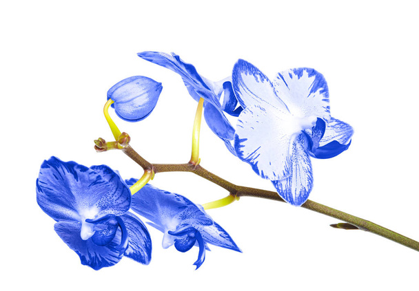 Beautiful bright blue orchid on white background - Photo, Image