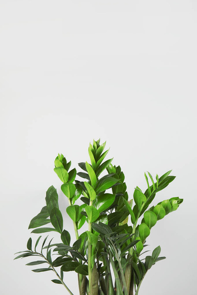 Beautiful Zamioculcas home plant on grey background, space for text - Zdjęcie, obraz
