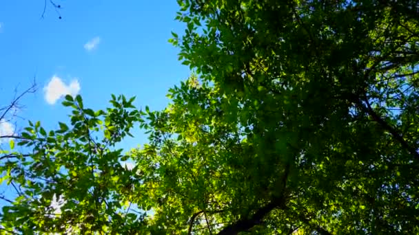Nízký úhel pohled na les a modrý nebe s foukající vítr. Rostoucí pohled na lesní stromy a zelené listí tekoucí ve větru. - Záběry, video