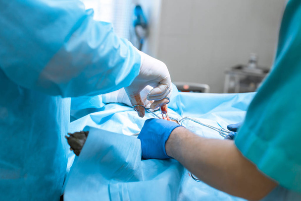 Dog sterilization surgery. Surgeons at work on operating room - Fotoğraf, Görsel