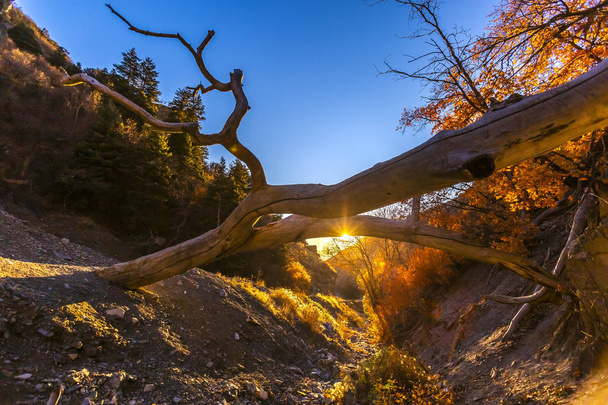 Árbol caído sobre un canal con destello de lente
 - Foto, Imagen