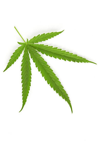 Hoja de abanico de cannabis sobre fondo blanco
 - Foto, imagen