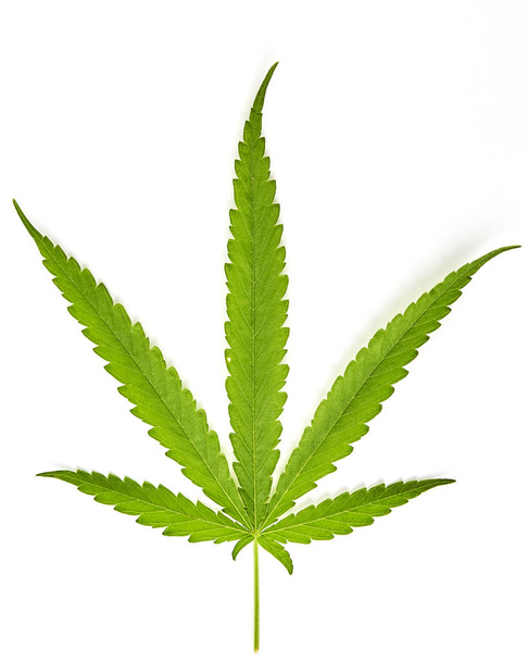 Hoja de abanico de cannabis sobre fondo blanco
 - Foto, imagen