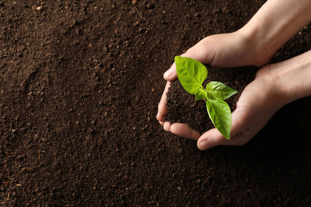 Woman holding young plant over soil, top view with space for text. Gardening time - Fotoğraf, Görsel