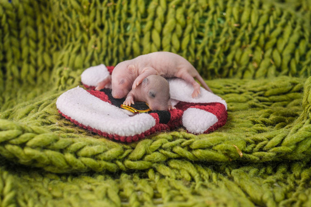 The concept of comfort. Newborn baby rats sleep sweetly. - Fotoğraf, Görsel
