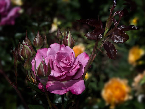 Одиночна троянда в саду
 - Фото, зображення