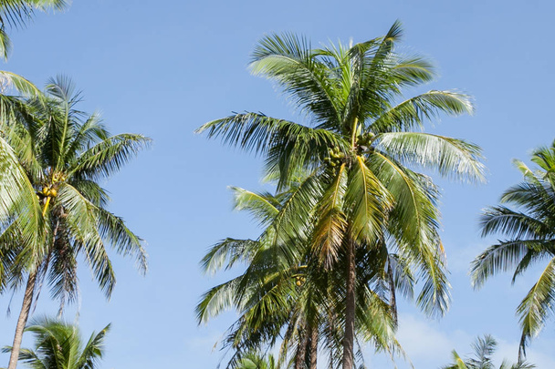Coconut plantation in Thai. - Foto, Imagem