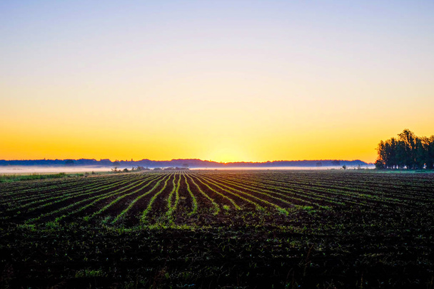 Diminishing view of field at sunrise - Photo, Image