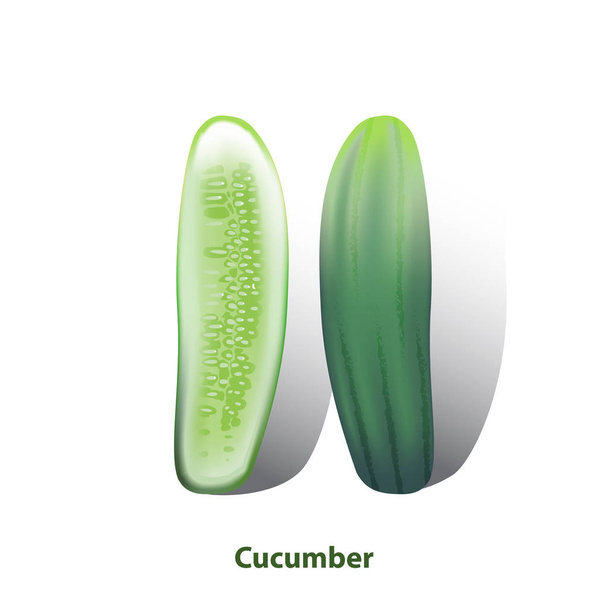 Cucumber vector on white background - Vector, imagen