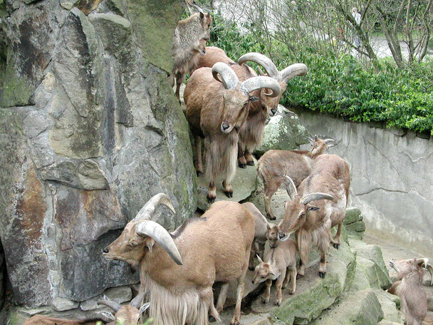 Berlínská Zoo (30. března 2002) - Fotografie, Obrázek