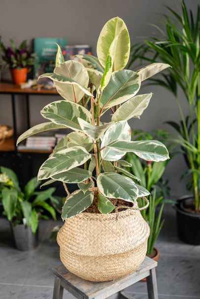 Large Ficus plants. Stylish green plant in Wicker pot on wooden vintage stand on background of floral shop. Modern room decor. - Photo, Image