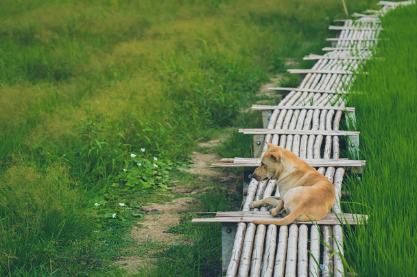 Коричневая собака на деревянном бамбуковом мосту, ведущем к рисовому полю
  - Фото, изображение