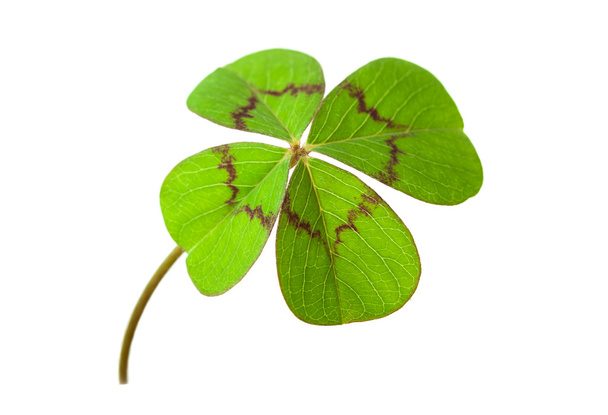 four-leafed clover - Photo, Image