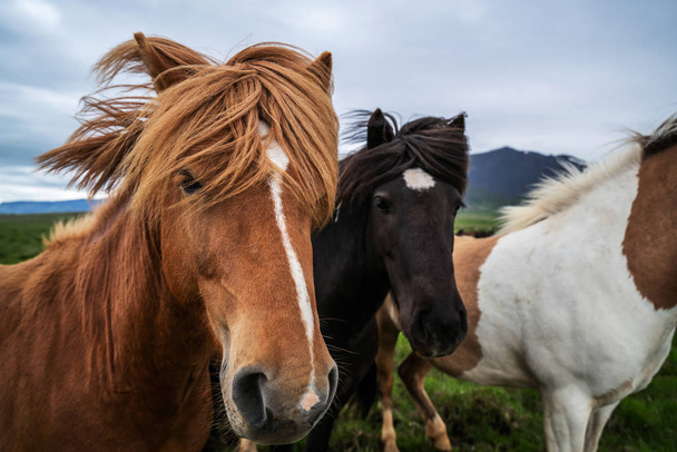 Cavalo islandês na natureza cênica da Islândia. - Foto, Imagem