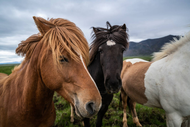 IJslandse paard in schilderachtige natuur van IJsland. - Foto, afbeelding