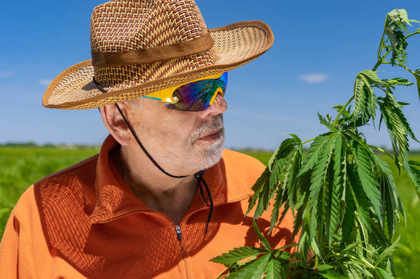 Retrato ao ar livre de homem idoso caucasiano barbudo vestindo camisola laranja, chapéu de palha e óculos de sol de camaleão examinando planta de cânhamo
  - Foto, Imagem