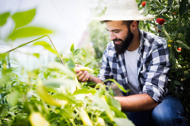 Caucasian farmer picking fresh paprika from his hothouse garden - Фото, зображення