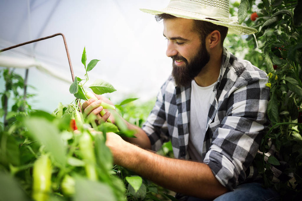 Caucasian farmer picking fresh paprika from his hothouse garden - 写真・画像