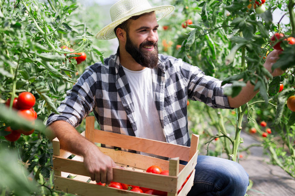 Caucasian farmer picking fresh tomatoes from his hothouse garden - Photo, Image