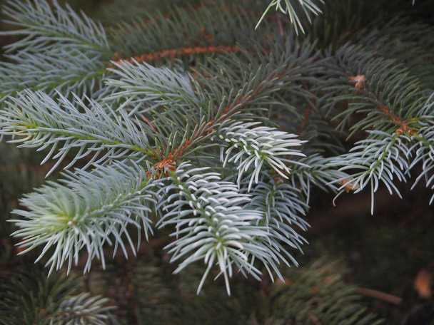 The blue spruce or Colorado blue spruce, with the Latin (scientific) name Picea pungens, is a species of spruce tree. It is native to Canada and is used as an ornamental tree in landscape design - Photo, Image