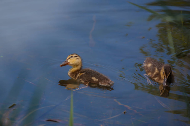 Kaczki pływackie w rzece, dwie małe kaczątko w niebieskiej, przezroczystej wodzie, żółte słodkie Kaczuszki - Zdjęcie, obraz