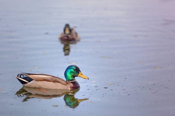 Ducks swimming in the river, pair of male ducks on water, green head and yellow beak, blue water - Foto, Imagen