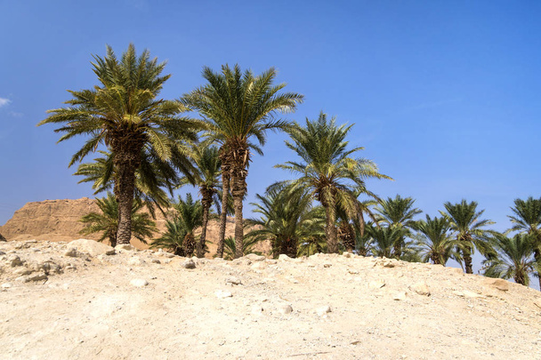 砂漠のオアシスヤシの木は砂漠に植えられています。荒野。青い雲のない空に対するさびれた領土。灼熱の砂と緑の木。中東の気候。農業。敬礼の涼しさ. - 写真・画像