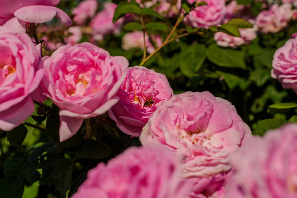 Rose rose fleur avec des gouttes de pluie sur fond roses roses fleurs. - Photo, image