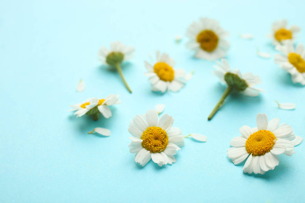 Квіти білі маленькі хризантеми
 - Фото, зображення