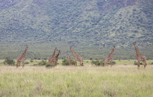 タンザニアの Mikomazi 国立公園のマサイキリン - 写真・画像