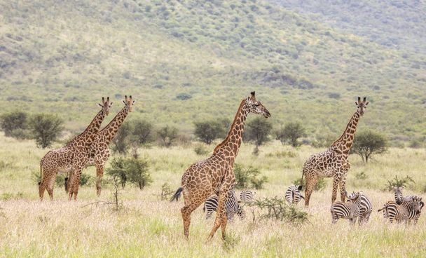 girafes Masai dans le parc national Mikomazi en Tanzanie
 - Photo, image