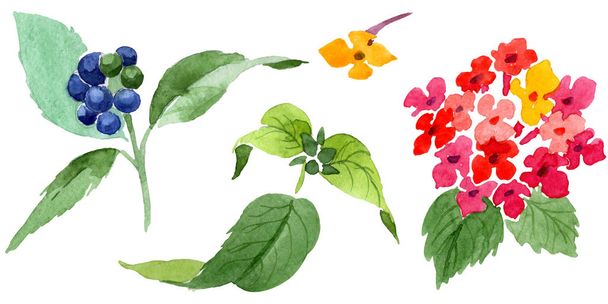 Flores botânicas florais vermelhas lantana. Conjunto de ilustração de fundo aquarela. Isolado elemento ilustração lantana
. - Foto, Imagem