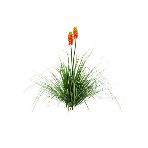 dekorative rote heiße Pokerpflanze isoliert auf weißem Hintergrund. - Foto, Bild