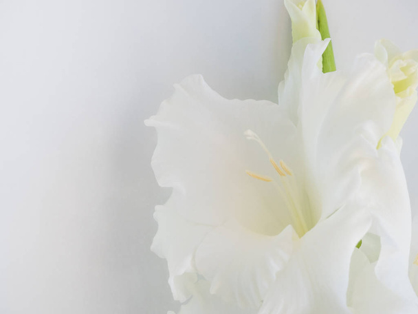 Vordergrund der weißen Blume auf weißem Hintergrund - Foto, Bild