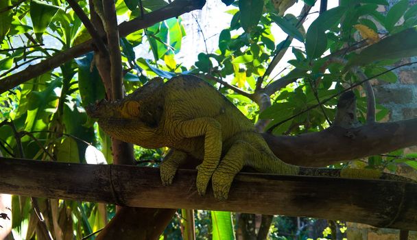 Parson Chameleon aka Calumma parsonii a Andasibe-Mantadia nemzeti parkban, Madagaszkár - Fotó, kép