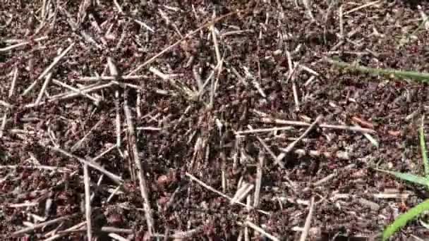 großer Ameisenhaufen aus Waldameisen - Filmmaterial, Video
