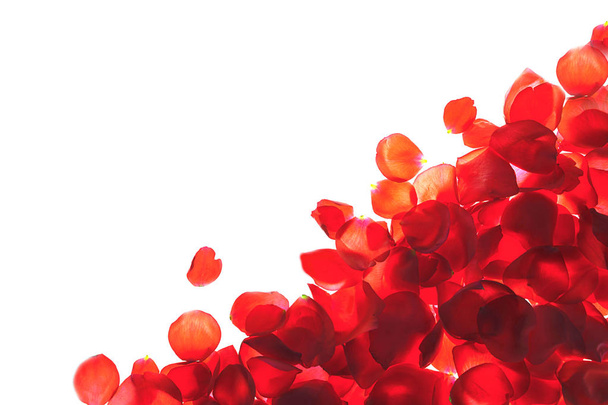 Red coral pink rose petals pattern on white background, isolated. - 写真・画像