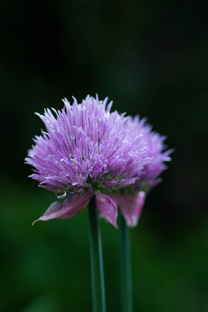 Blooming decorative onions in the garden - Photo, Image